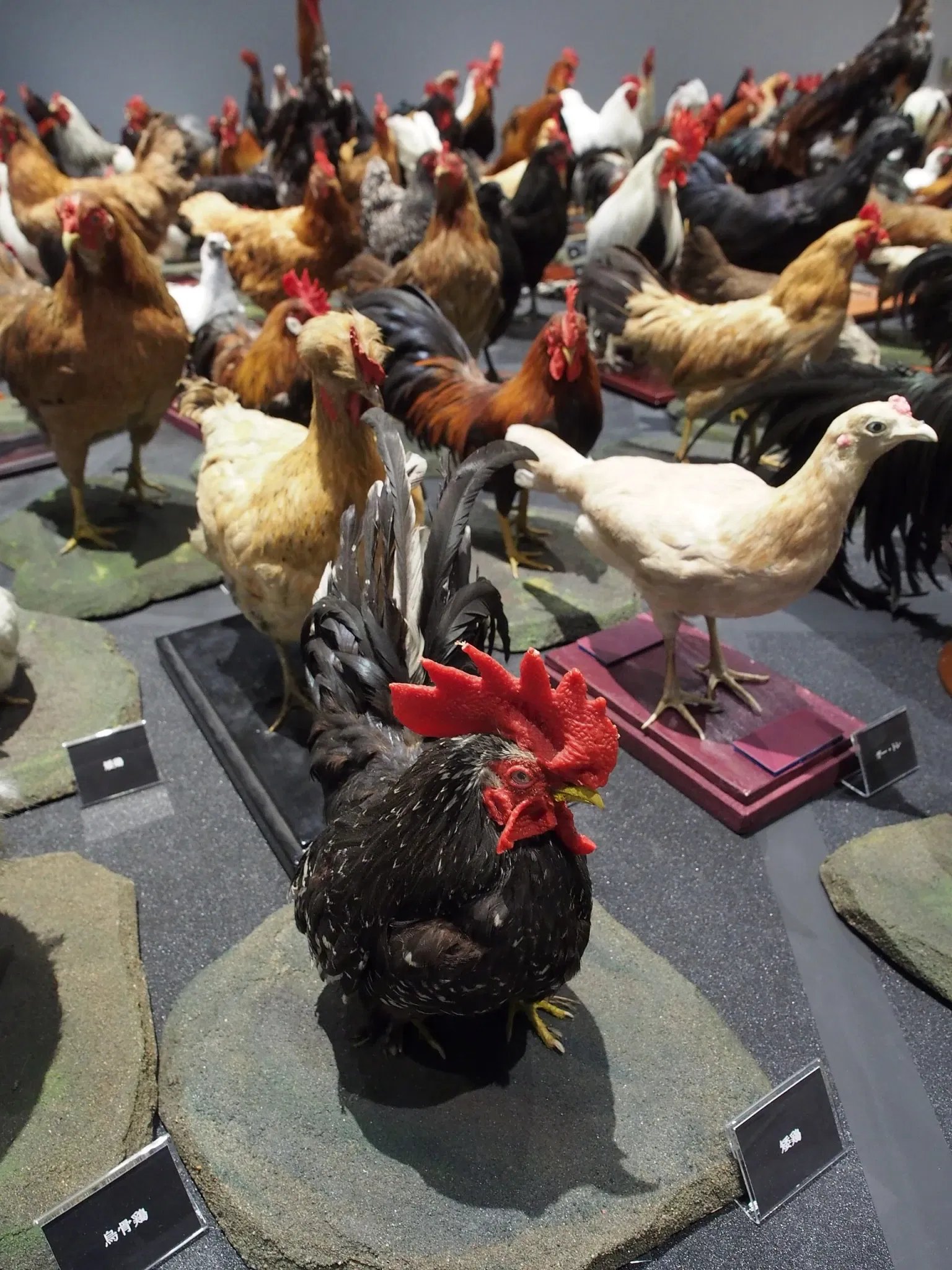 The University Museum, The University of Tokyo