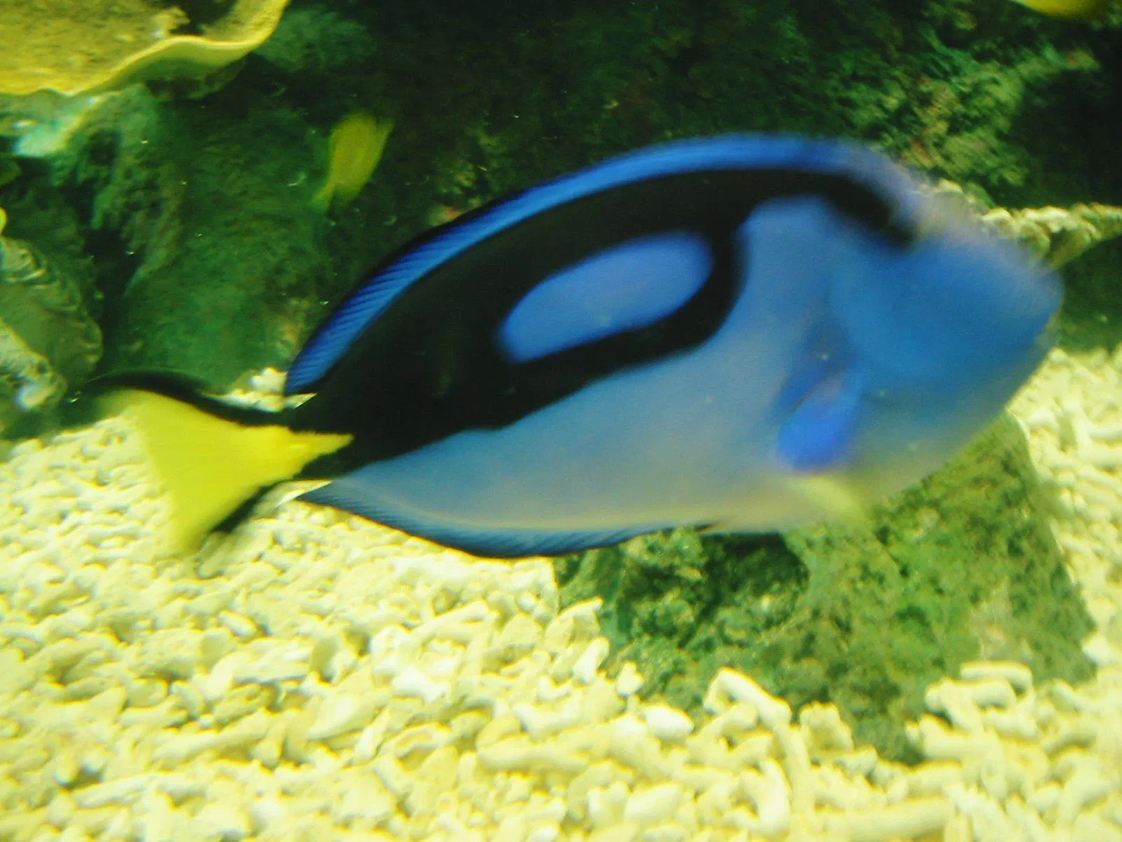 Shinagawa Aquarium