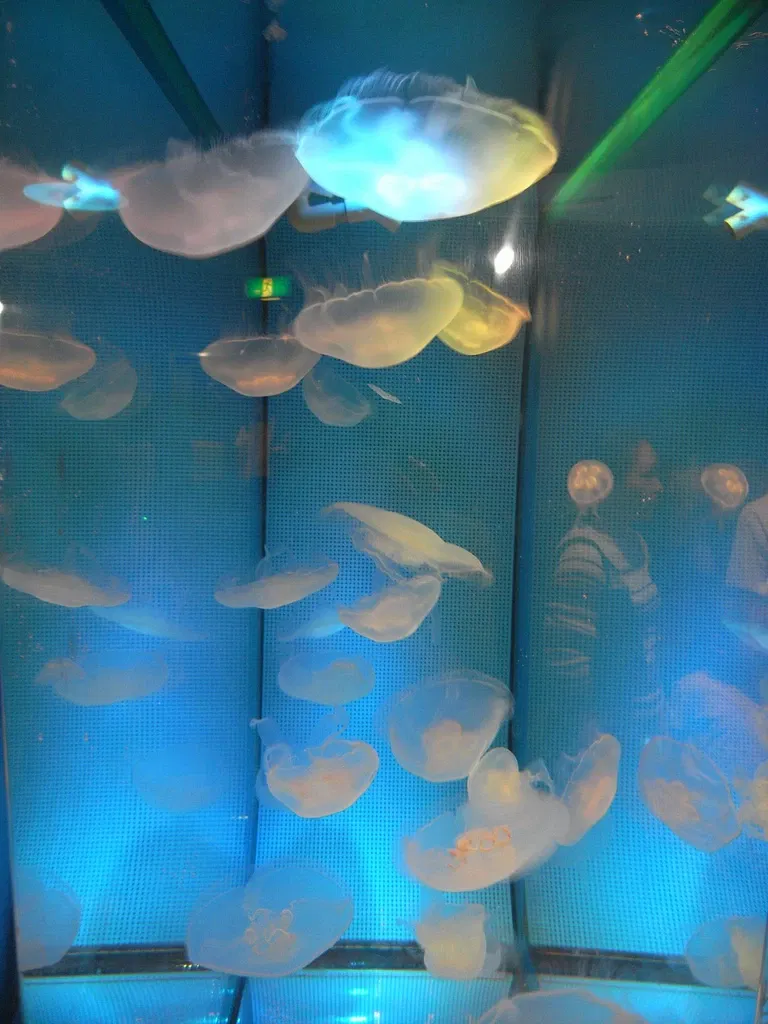 Shinagawa Aquarium