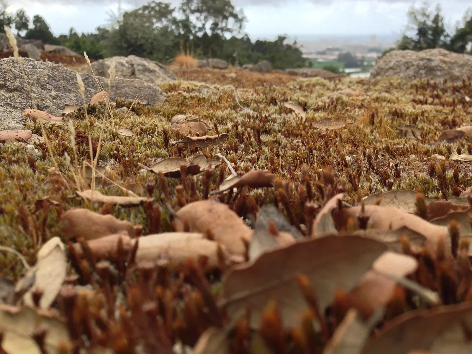 Núcleo Interpretativo da Cividade de Terroso