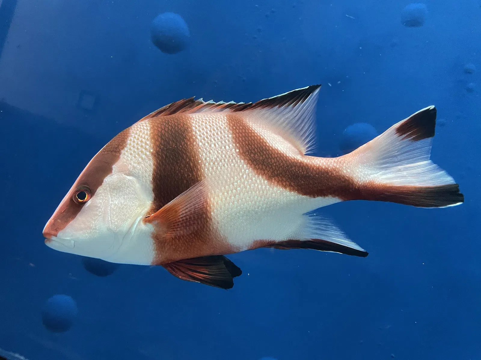 Aquamarine Fukushima