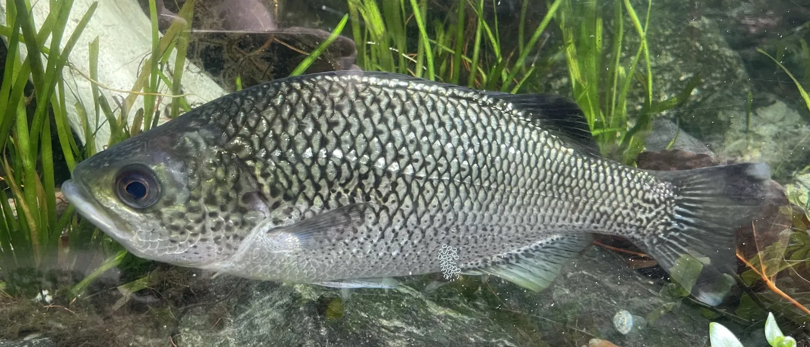 Aquamarine Fukushima