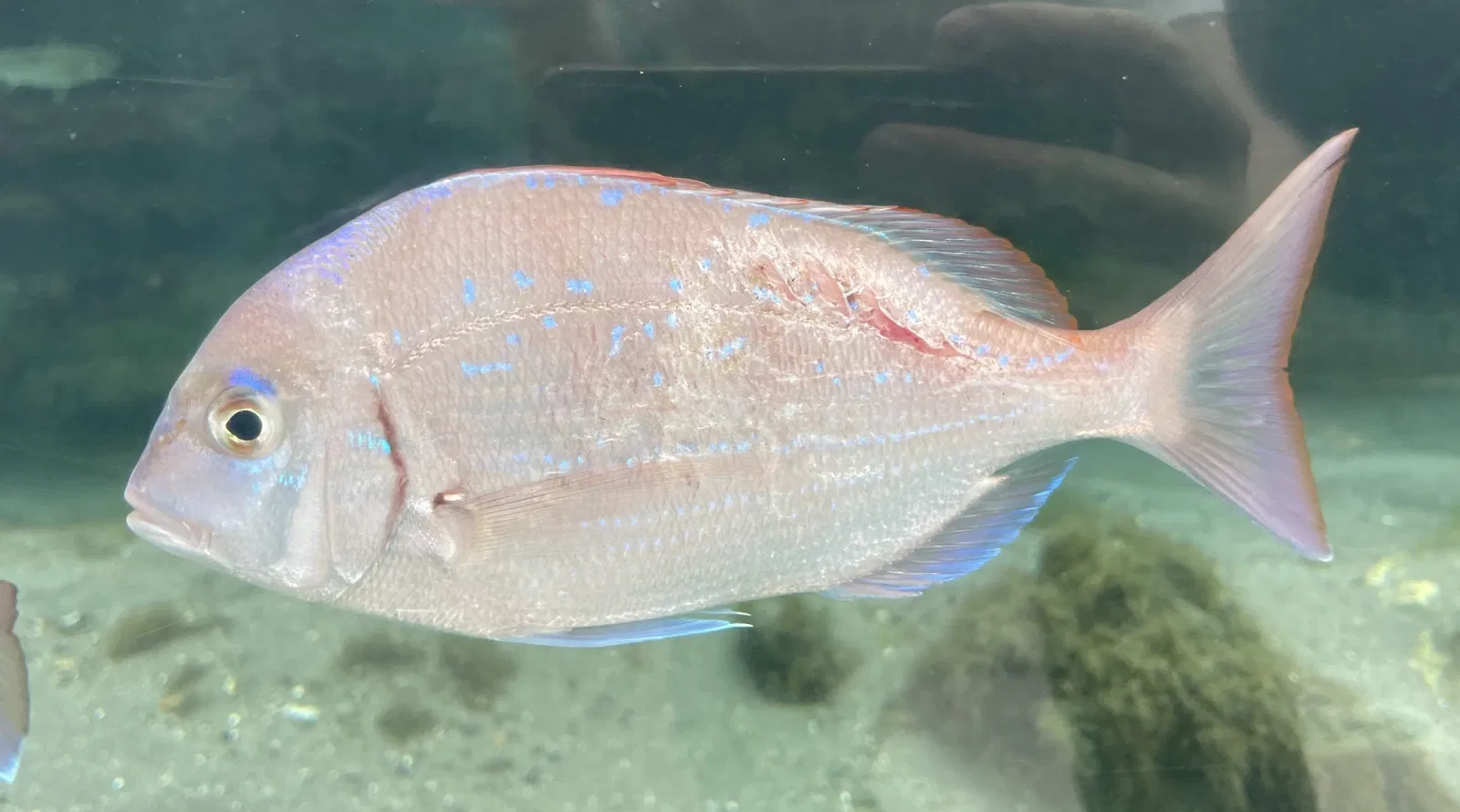 Aquamarine Fukushima