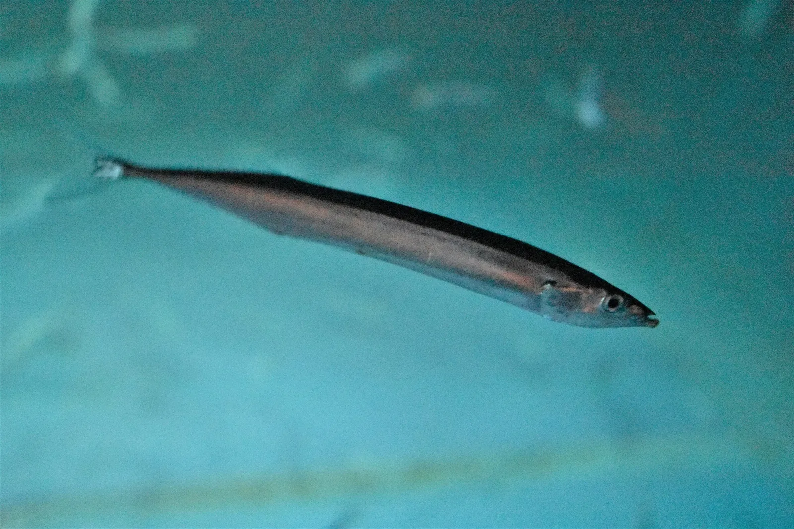 Aquamarine Fukushima