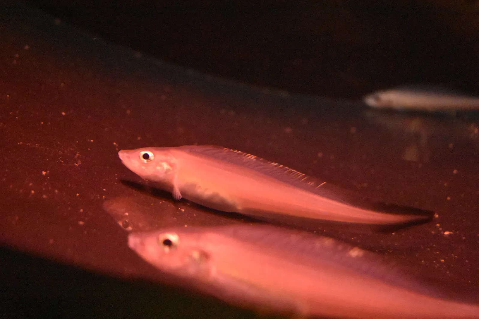 Aquamarine Fukushima