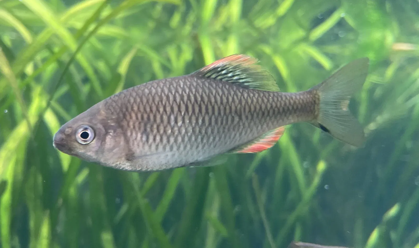 Aquamarine Fukushima