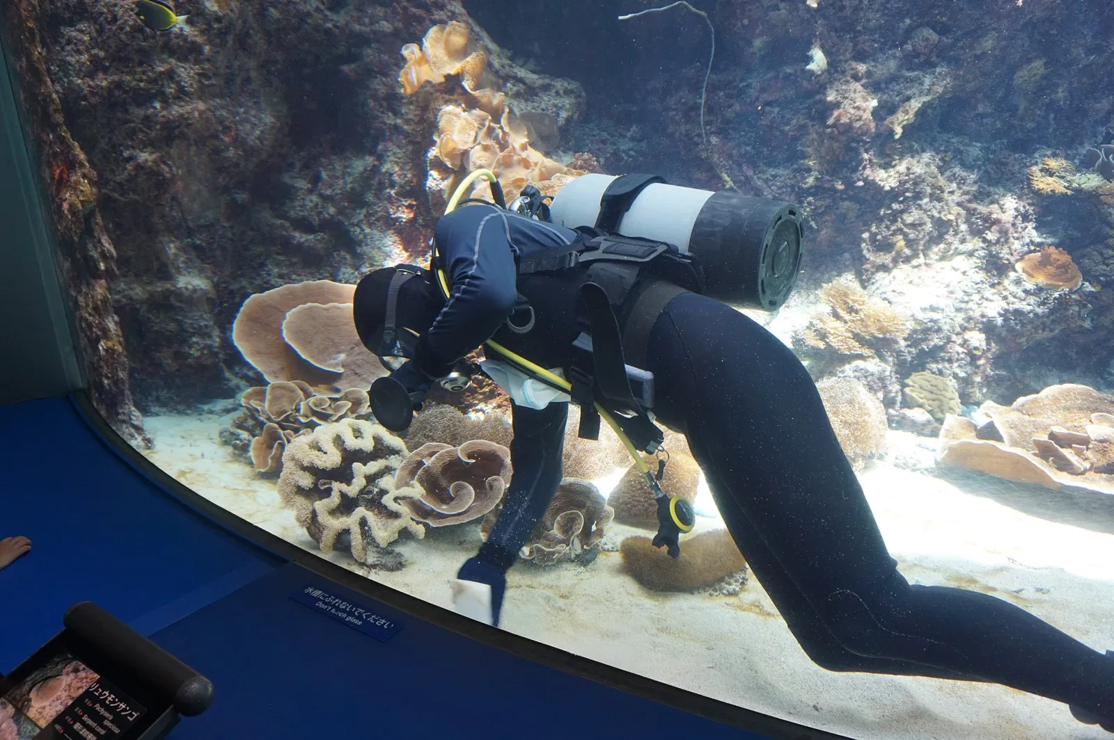 Okinawa Churaumi Aquarium