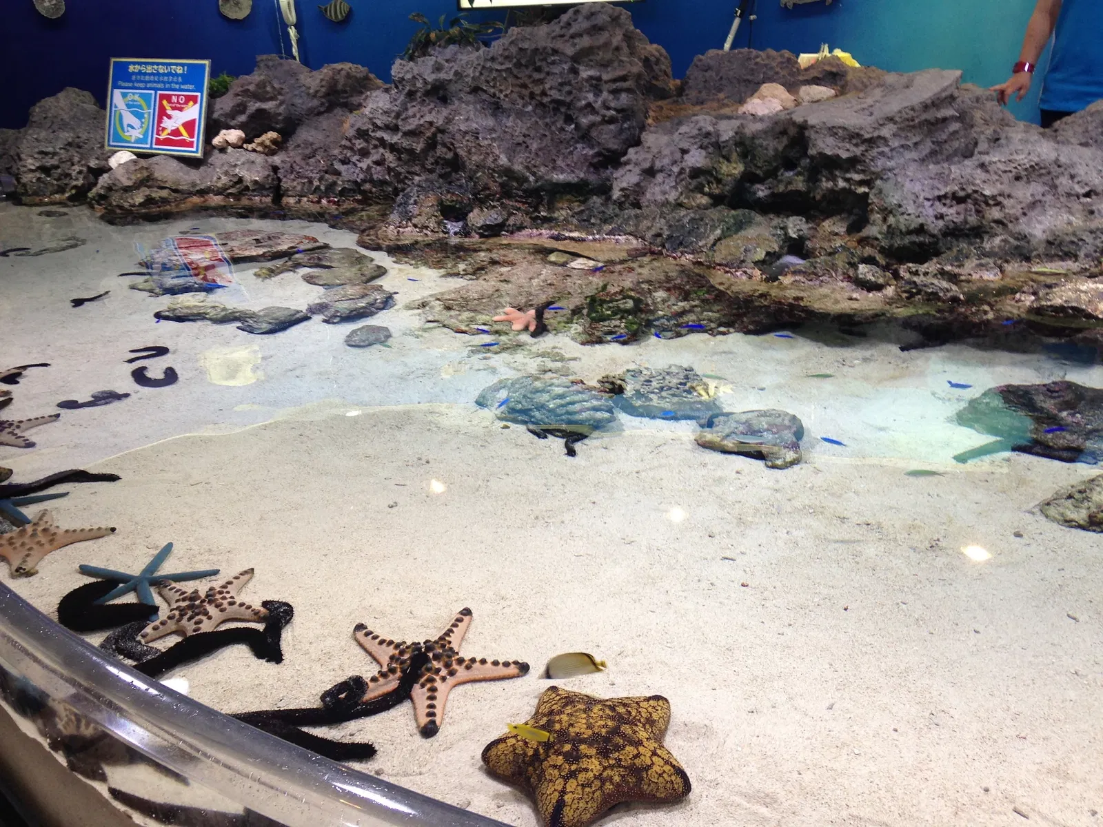 Okinawa Churaumi Aquarium