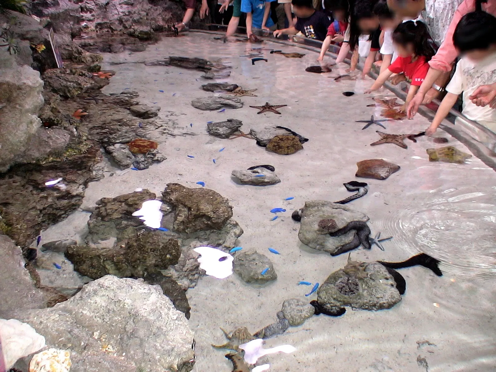 Okinawa Churaumi Aquarium