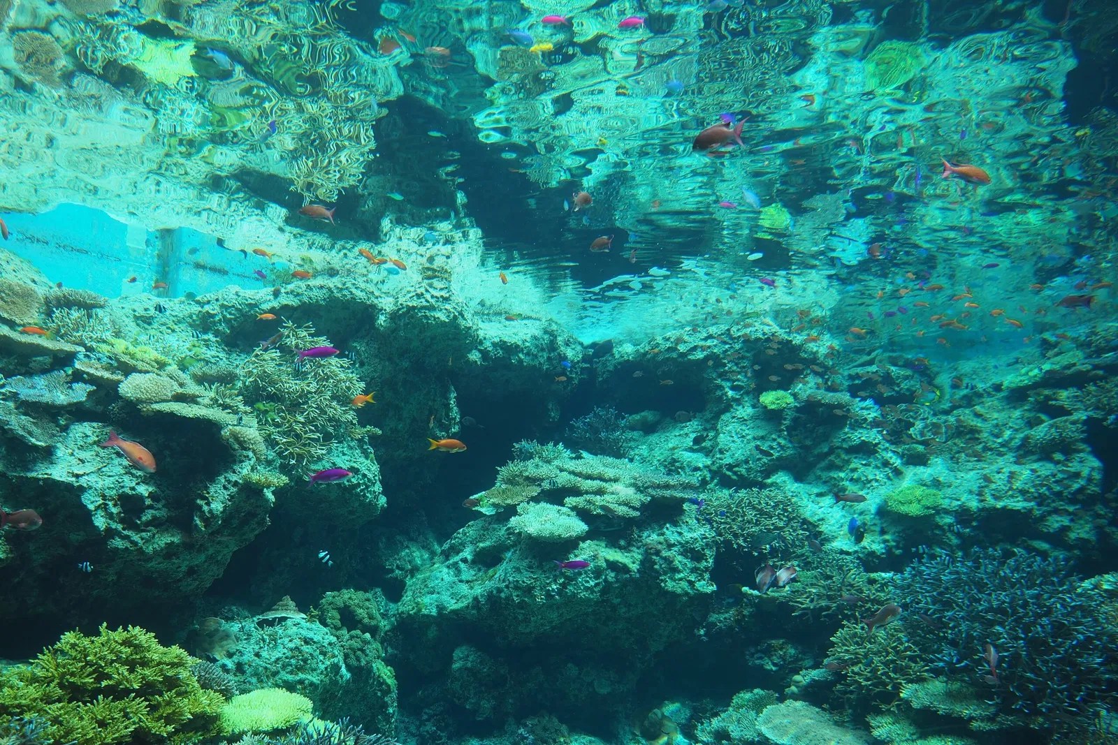 Okinawa Churaumi Aquarium