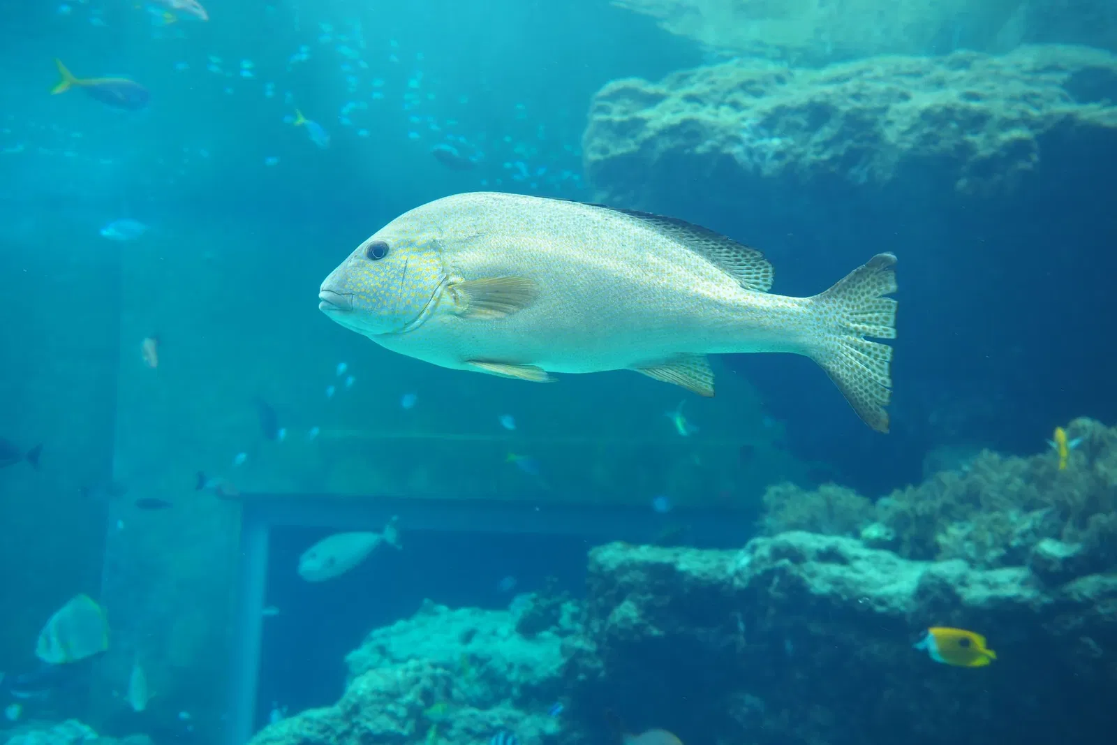Okinawa Churaumi Aquarium