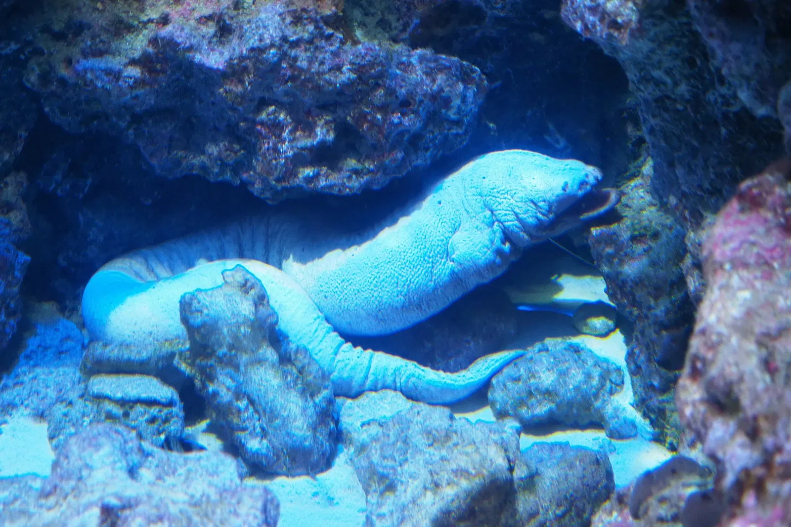 Okinawa Churaumi Aquarium