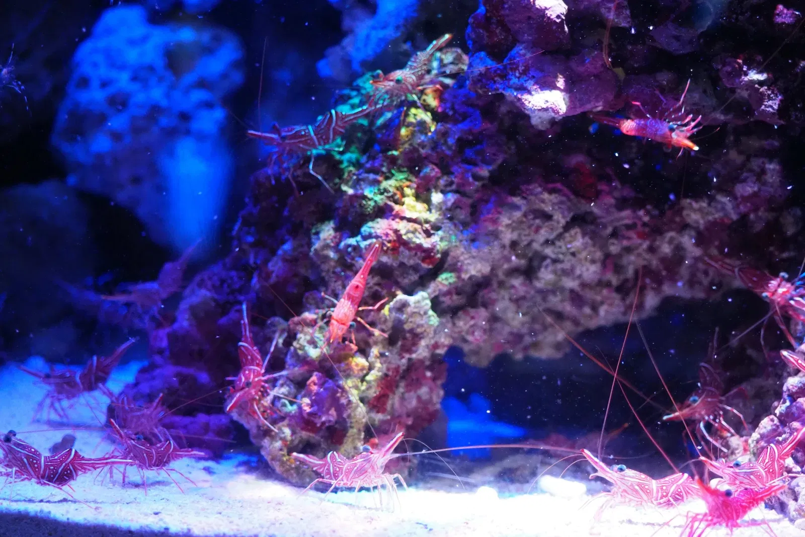 Okinawa Churaumi Aquarium