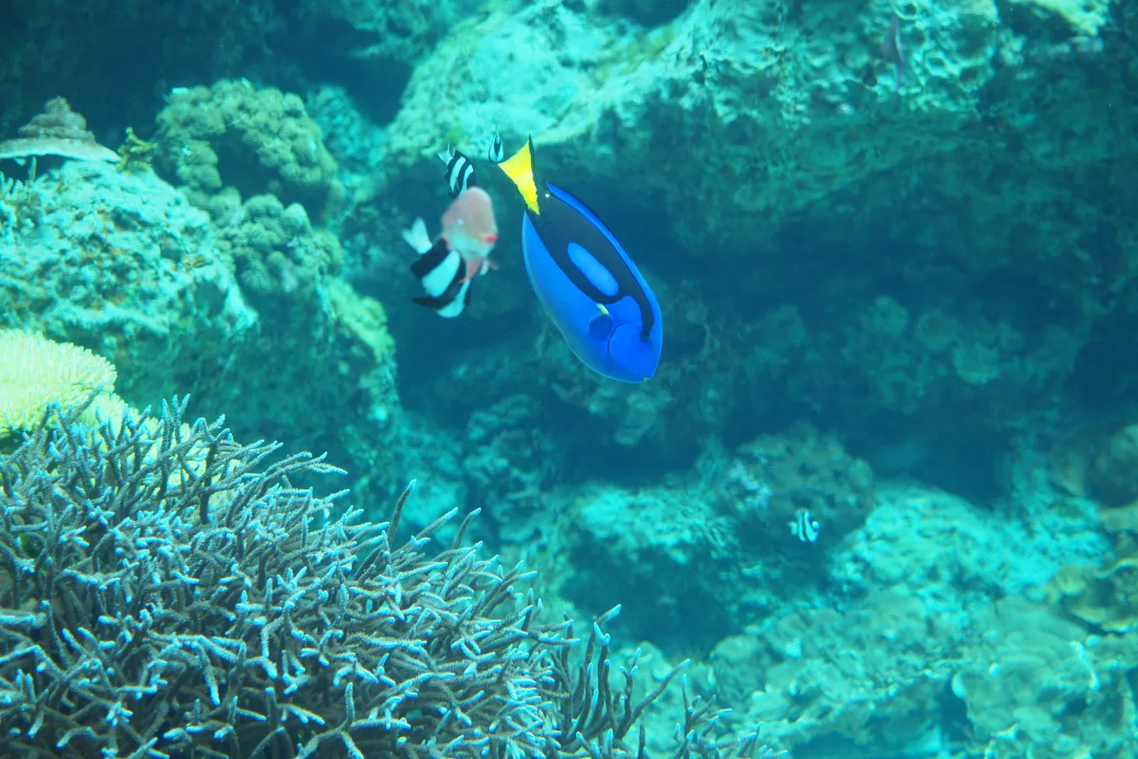 Okinawa Churaumi Aquarium