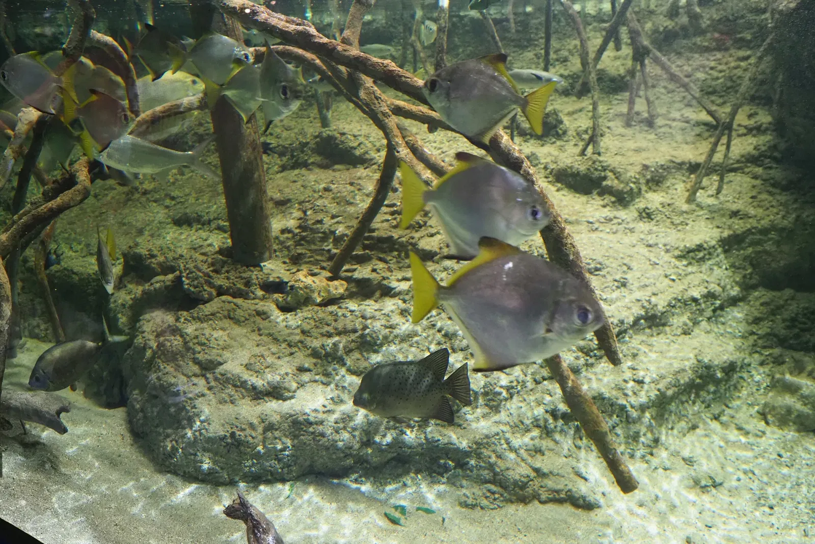 Okinawa Churaumi Aquarium