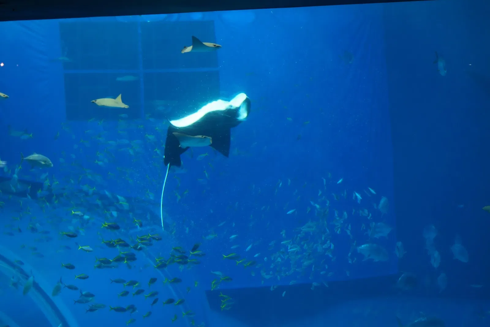 Okinawa Churaumi Aquarium