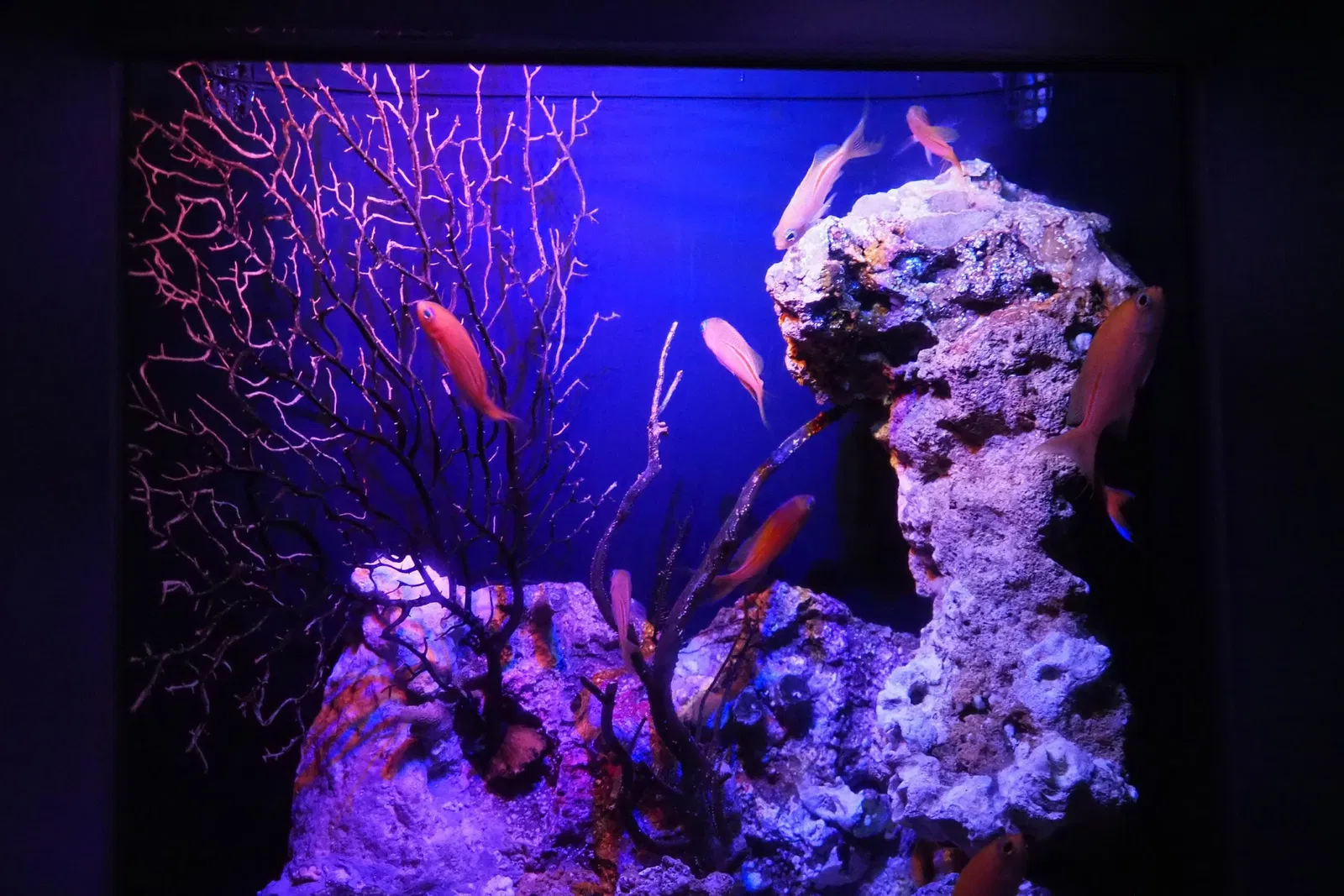 Okinawa Churaumi Aquarium