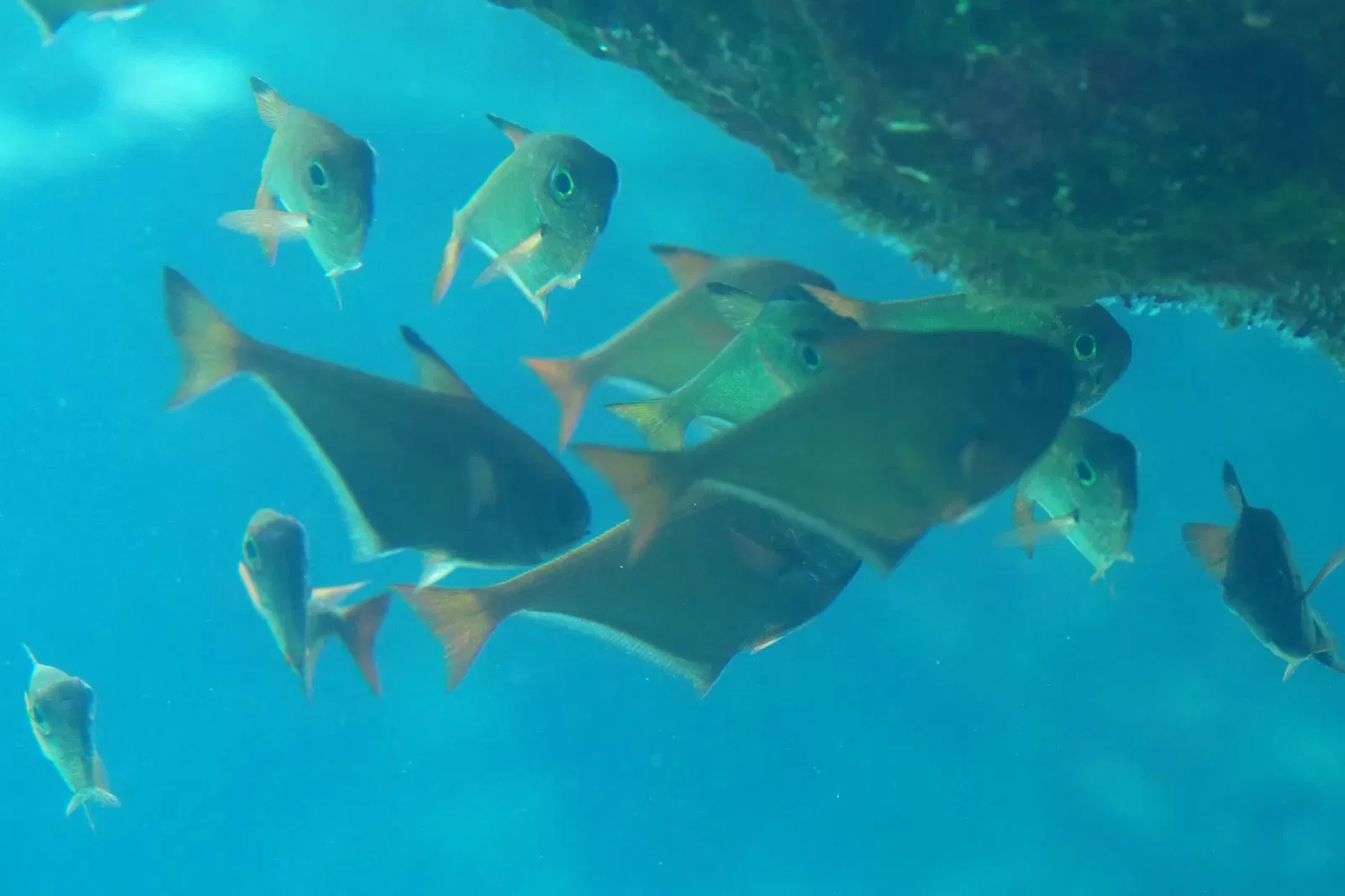 Okinawa Churaumi Aquarium