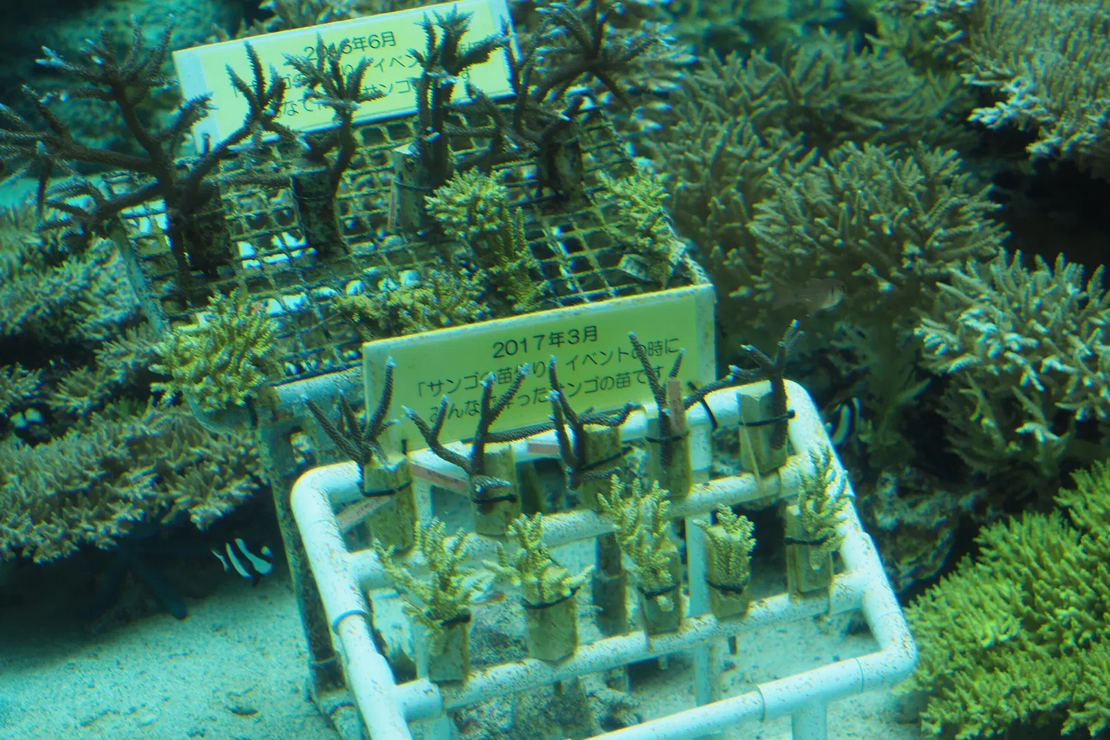 Okinawa Churaumi Aquarium