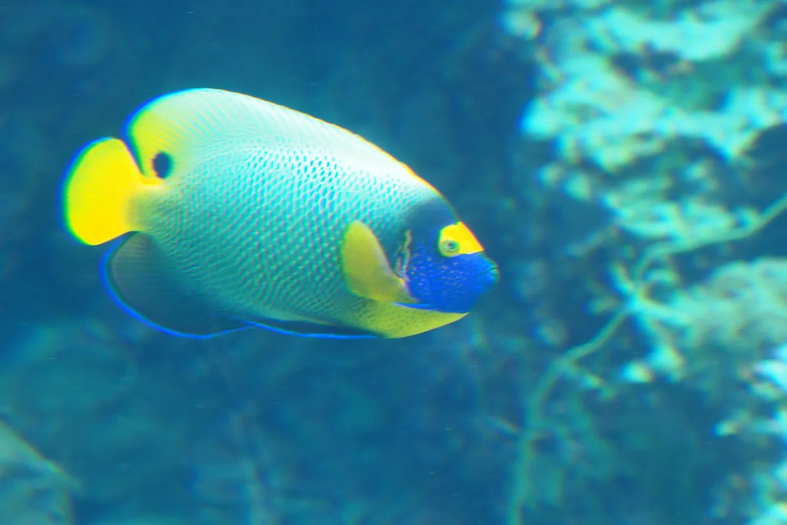 Okinawa Churaumi Aquarium