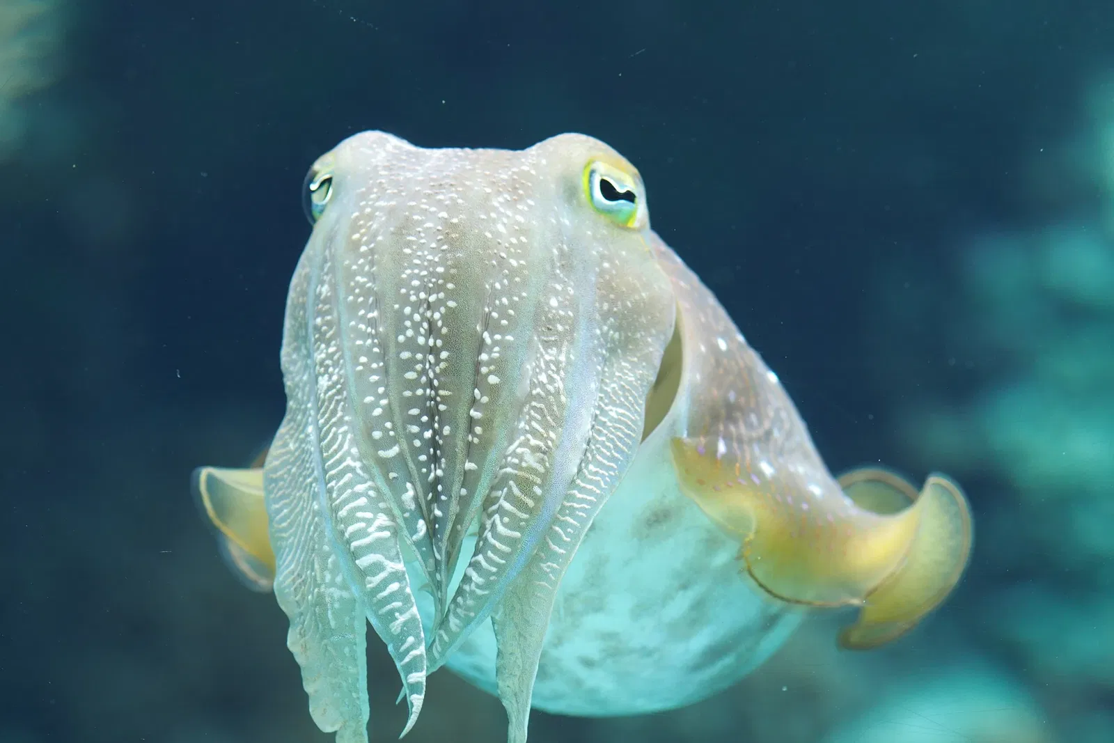 Okinawa Churaumi Aquarium
