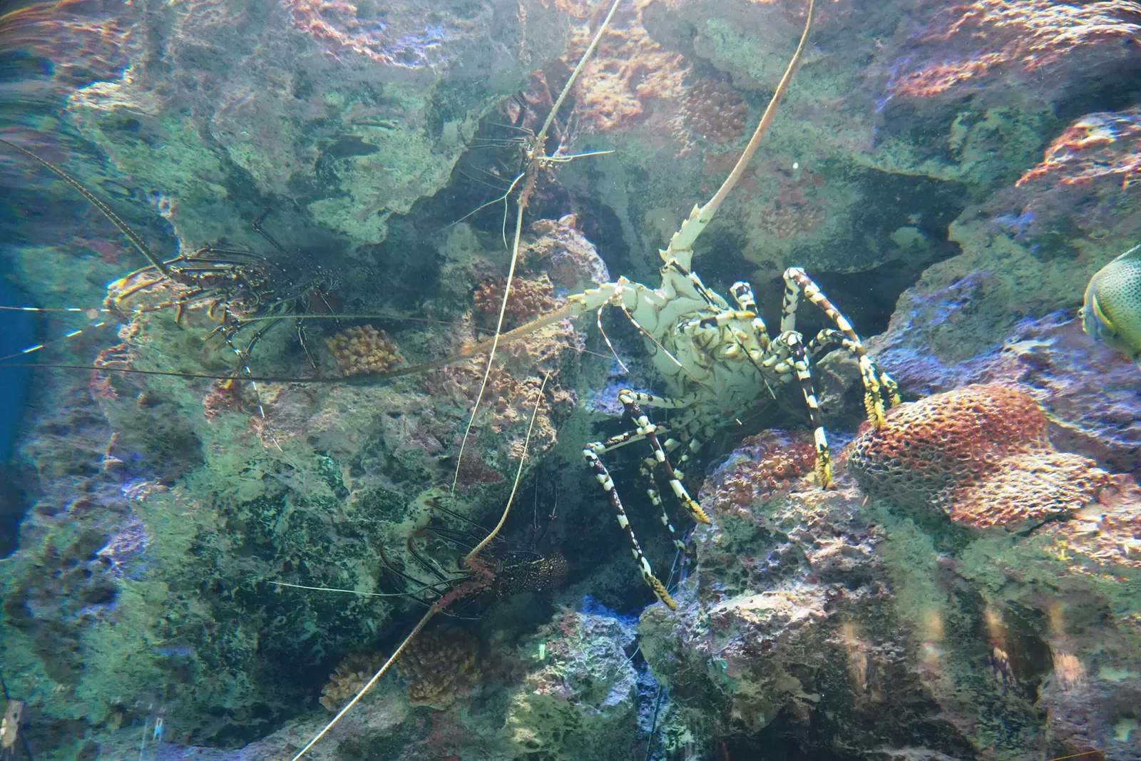 Okinawa Churaumi Aquarium