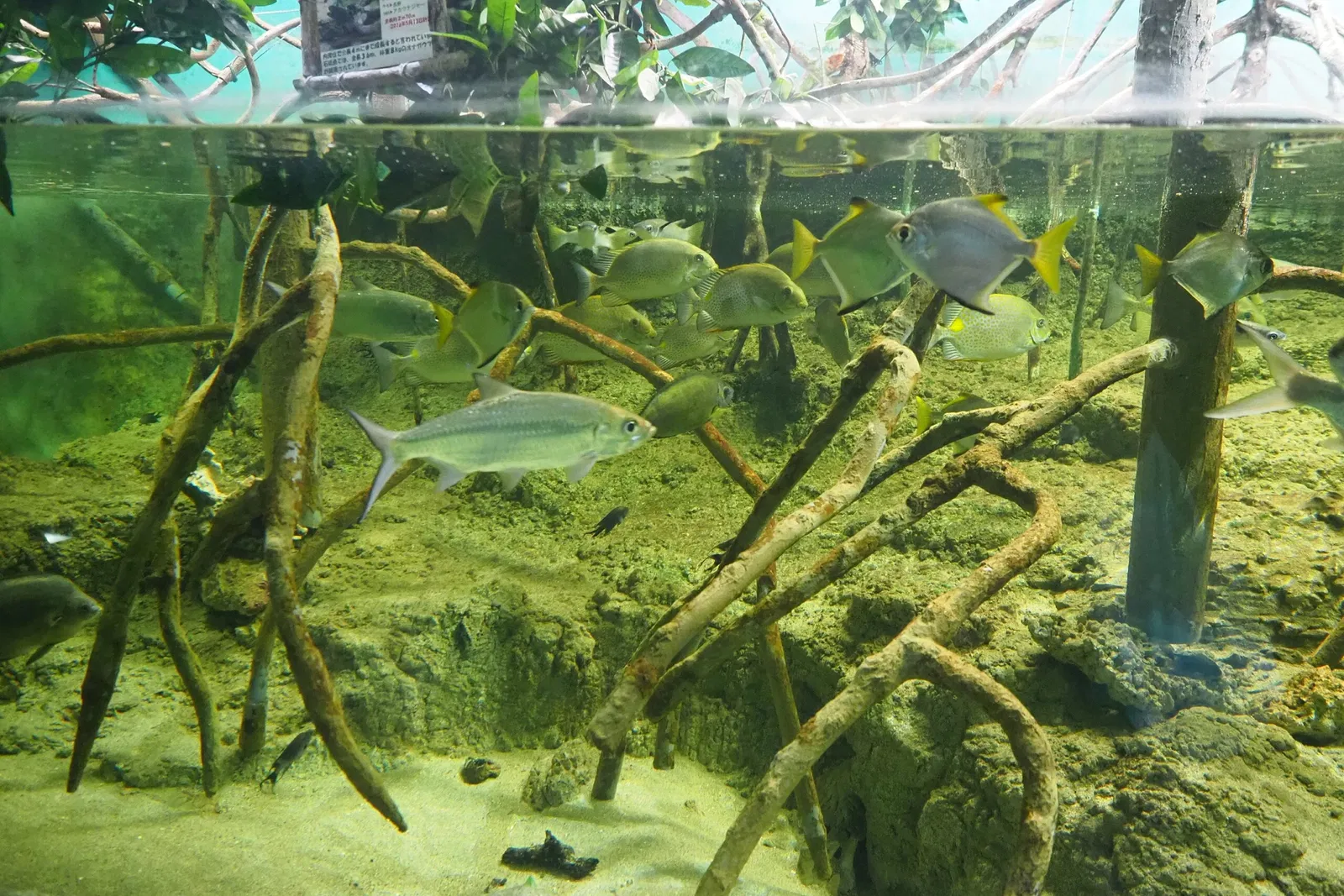 Okinawa Churaumi Aquarium