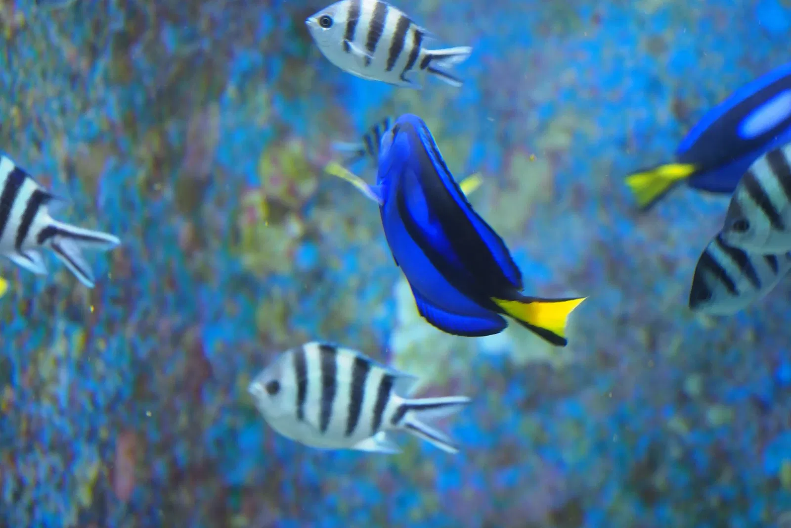 Okinawa Churaumi Aquarium