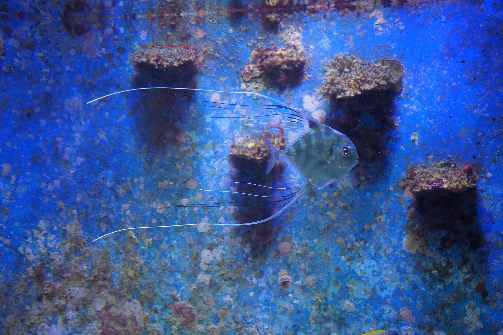 Okinawa Churaumi Aquarium