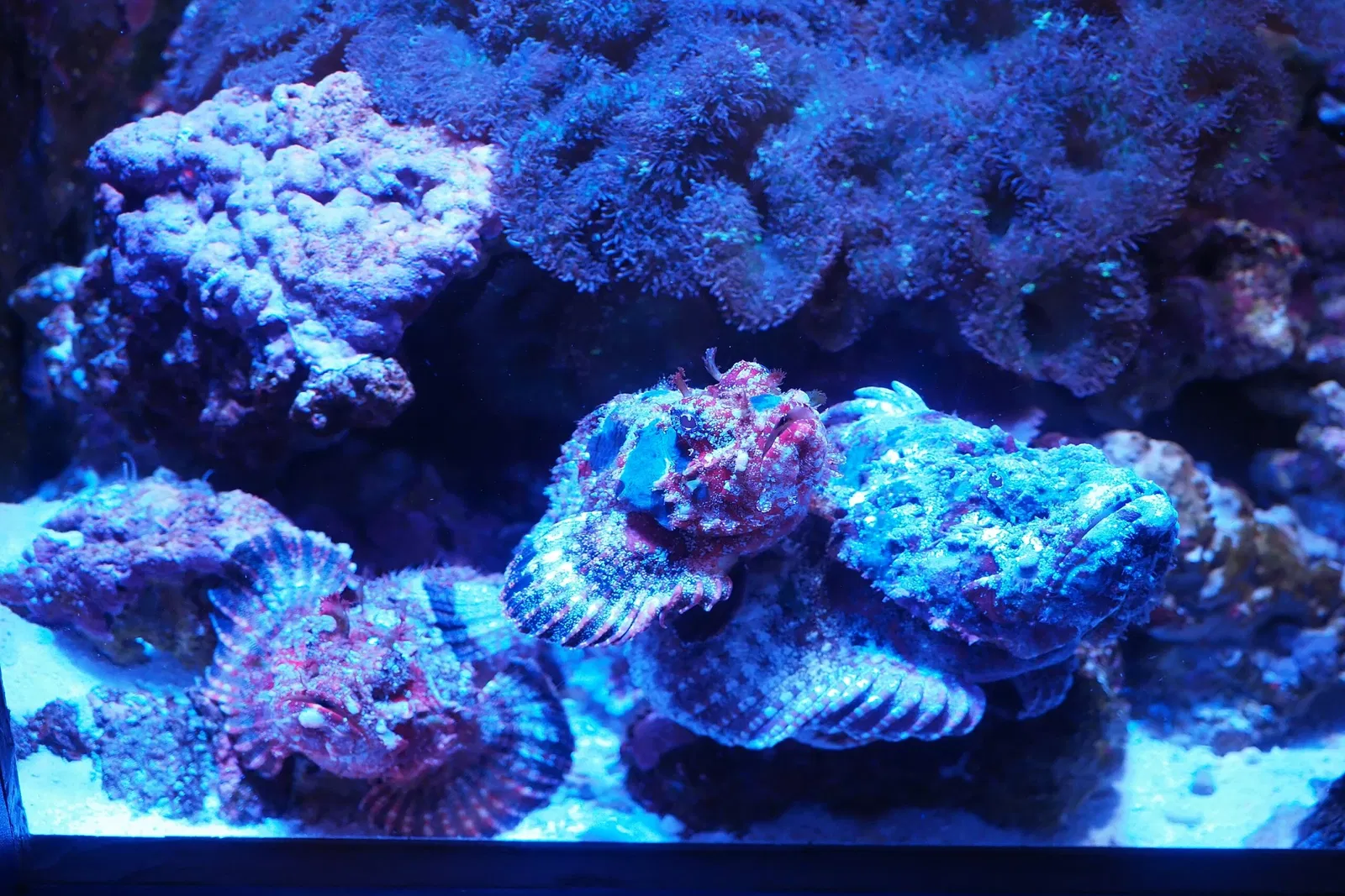 Okinawa Churaumi Aquarium