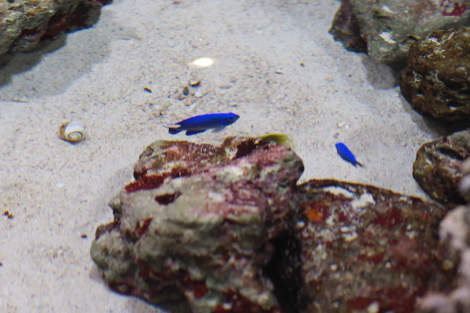 Okinawa Churaumi Aquarium