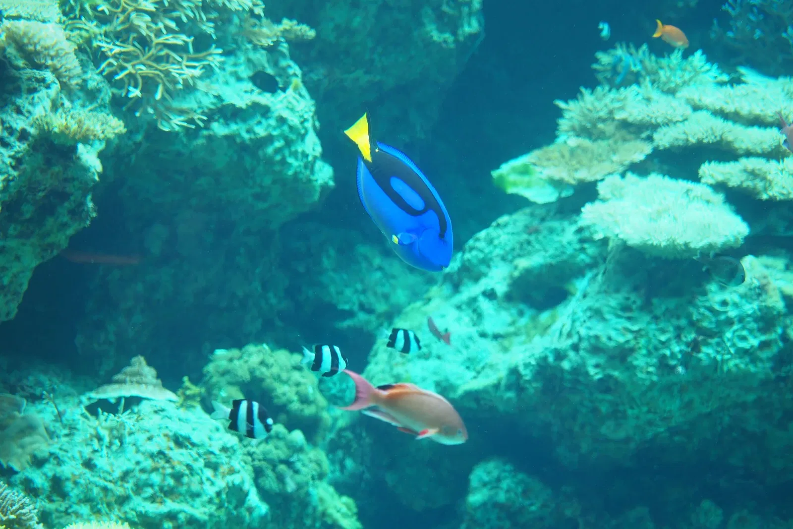Okinawa Churaumi Aquarium