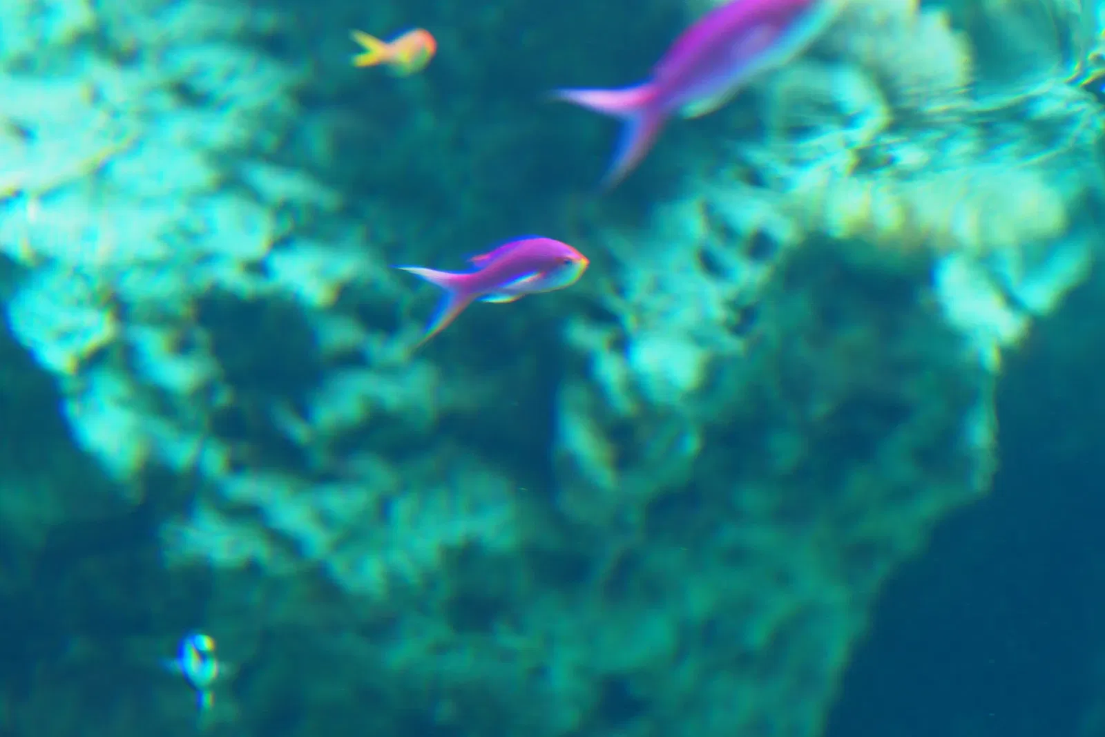 Okinawa Churaumi Aquarium