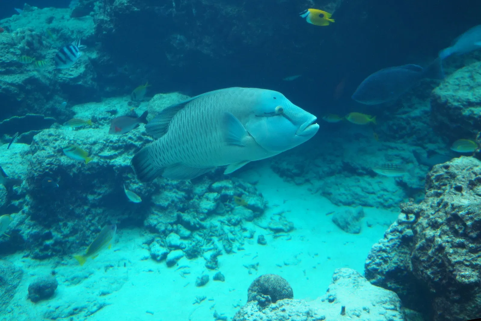 Okinawa Churaumi Aquarium