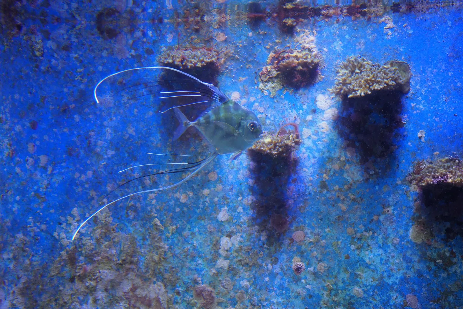 Okinawa Churaumi Aquarium