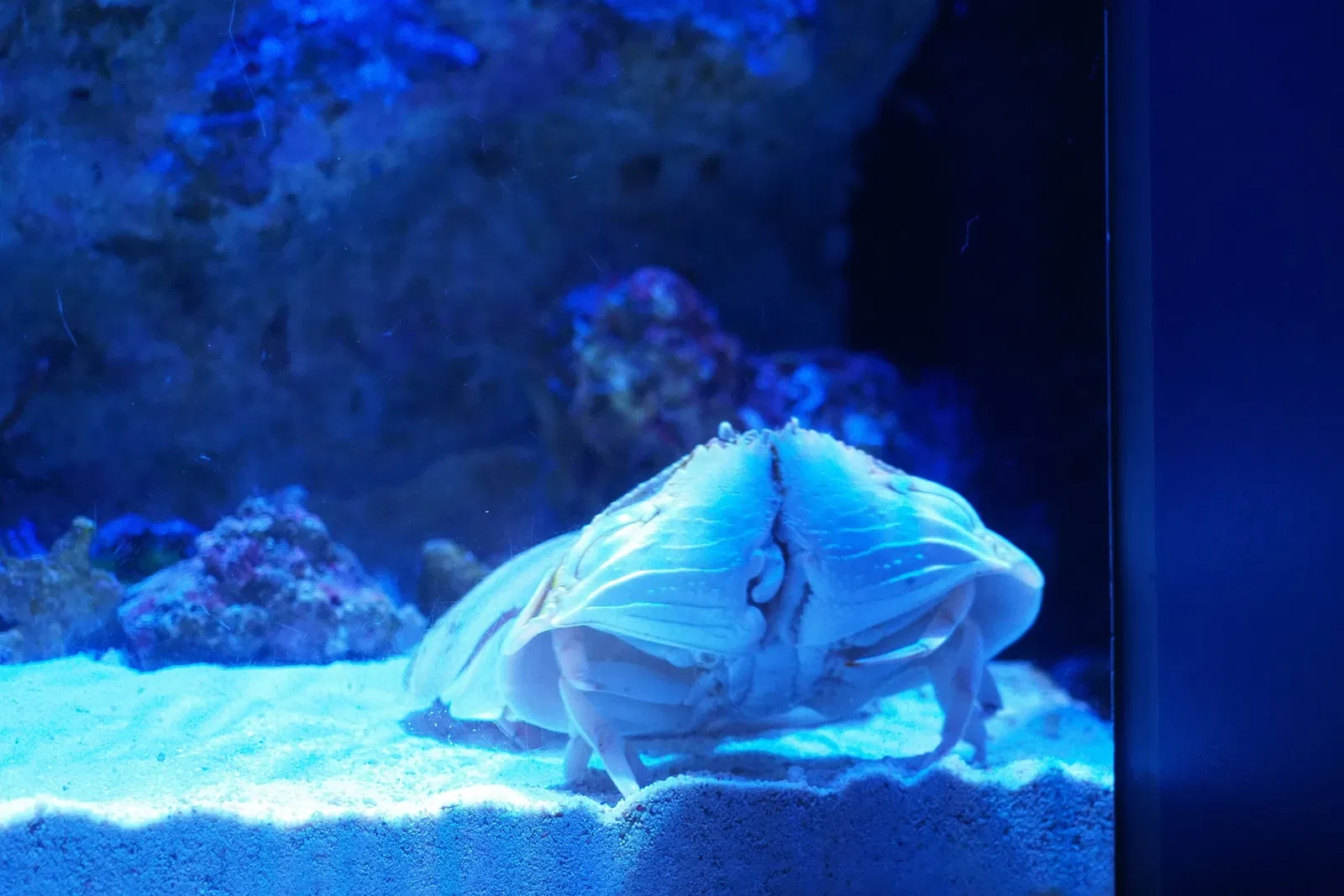 Okinawa Churaumi Aquarium