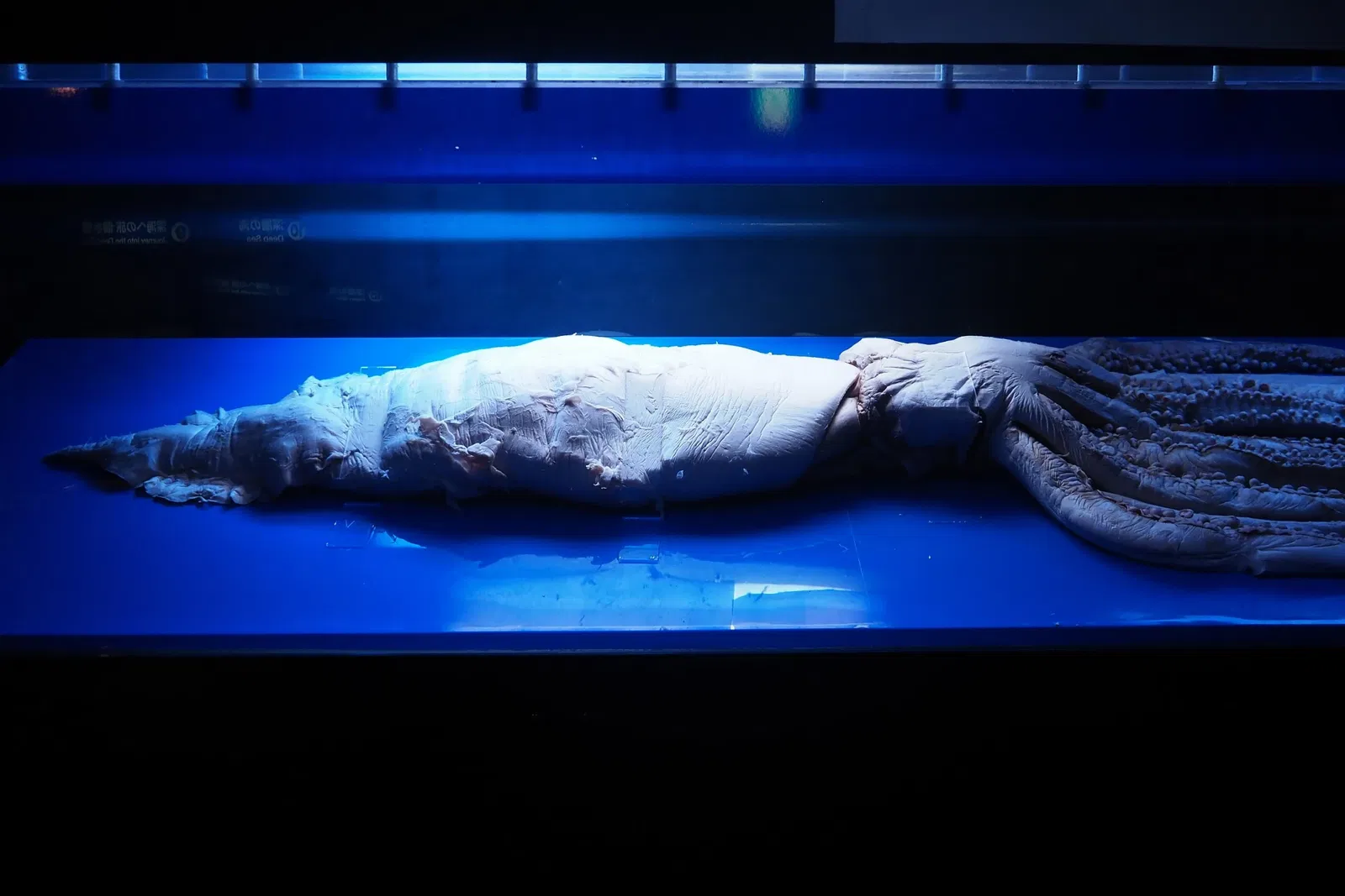 Okinawa Churaumi Aquarium