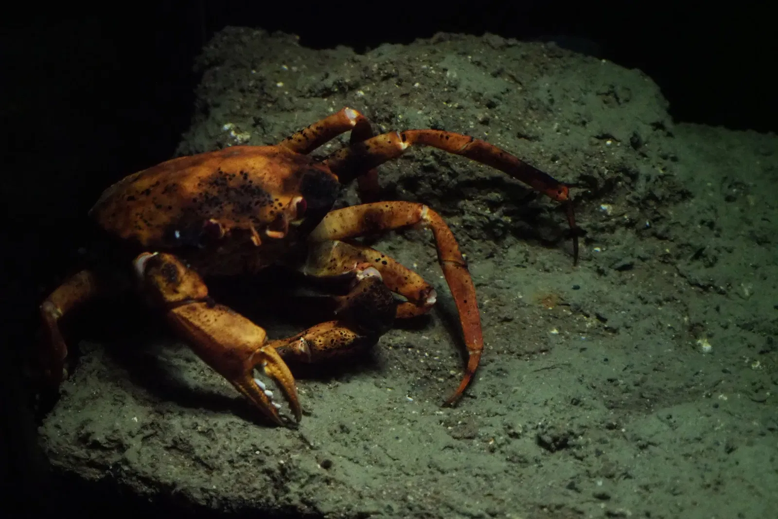 Okinawa Churaumi Aquarium