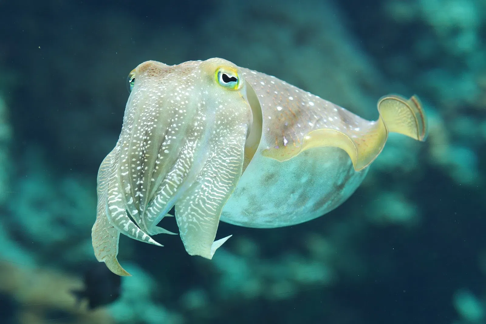 Okinawa Churaumi Aquarium