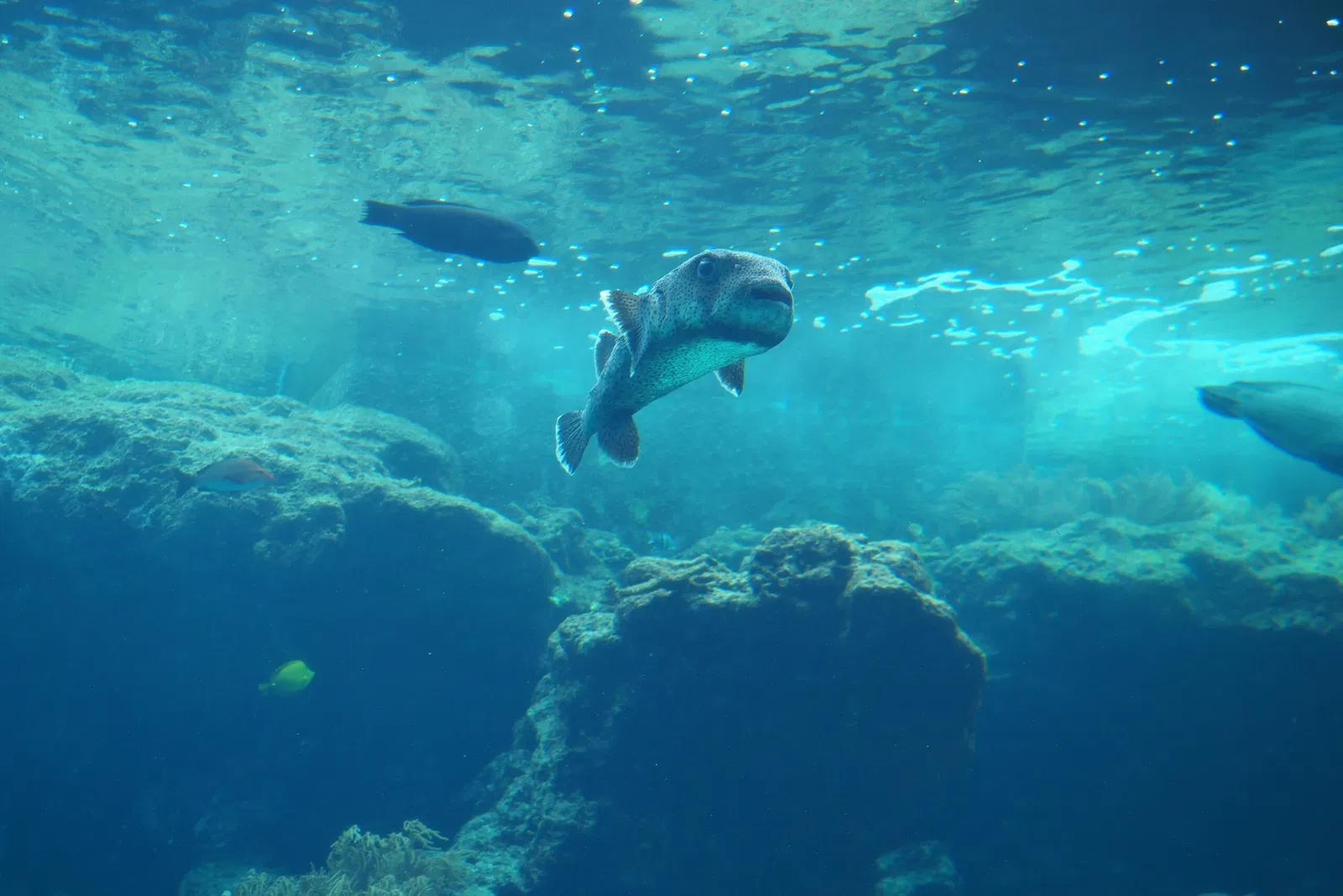 Okinawa Churaumi Aquarium