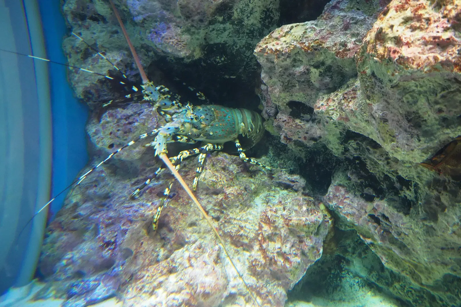 Okinawa Churaumi Aquarium