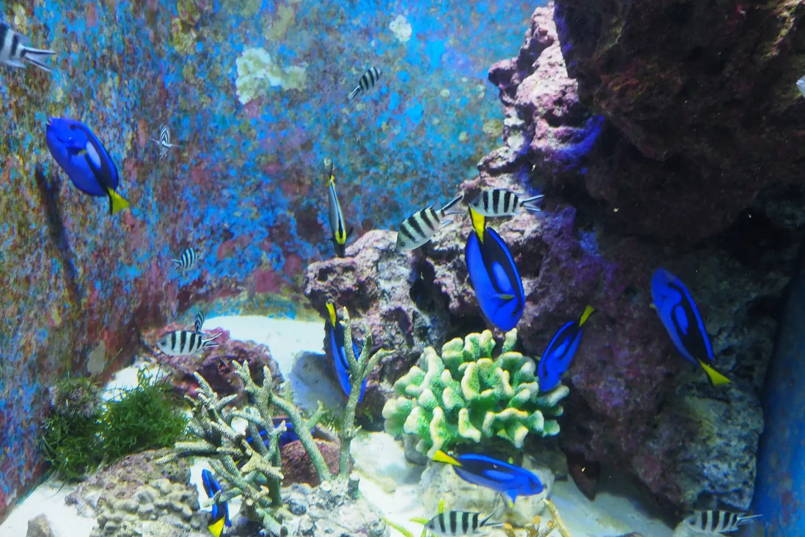 Okinawa Churaumi Aquarium