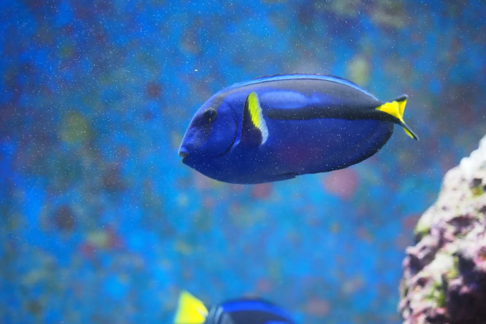 Okinawa Churaumi Aquarium