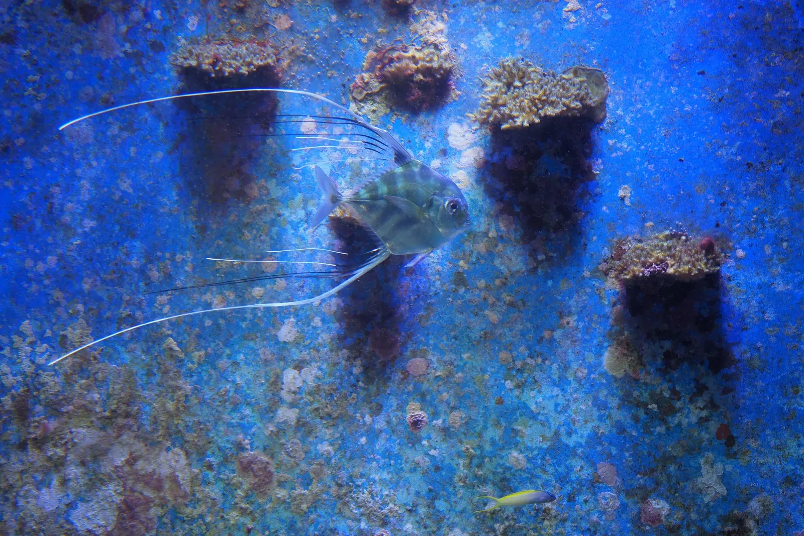 Okinawa Churaumi Aquarium