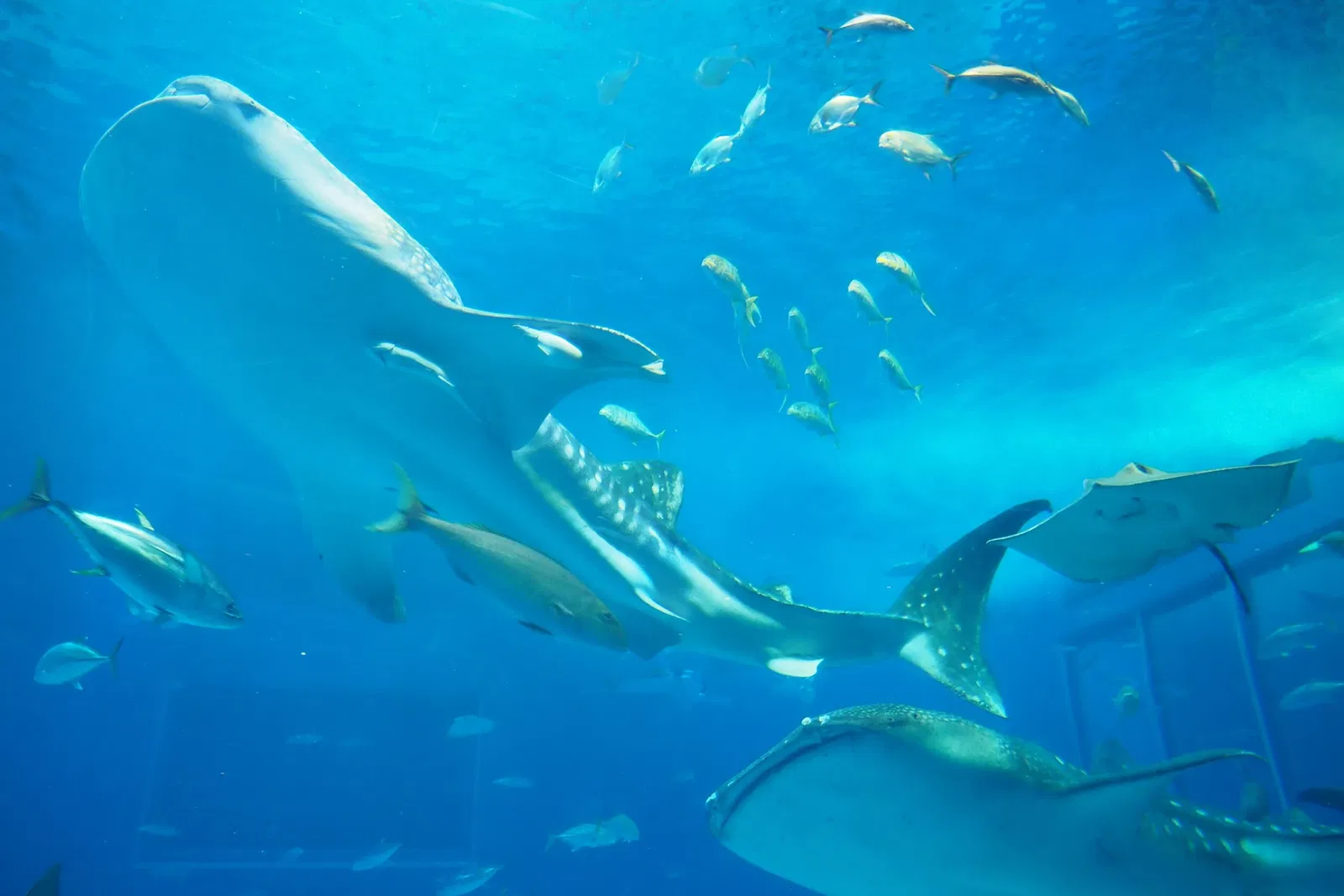 Okinawa Churaumi Aquarium