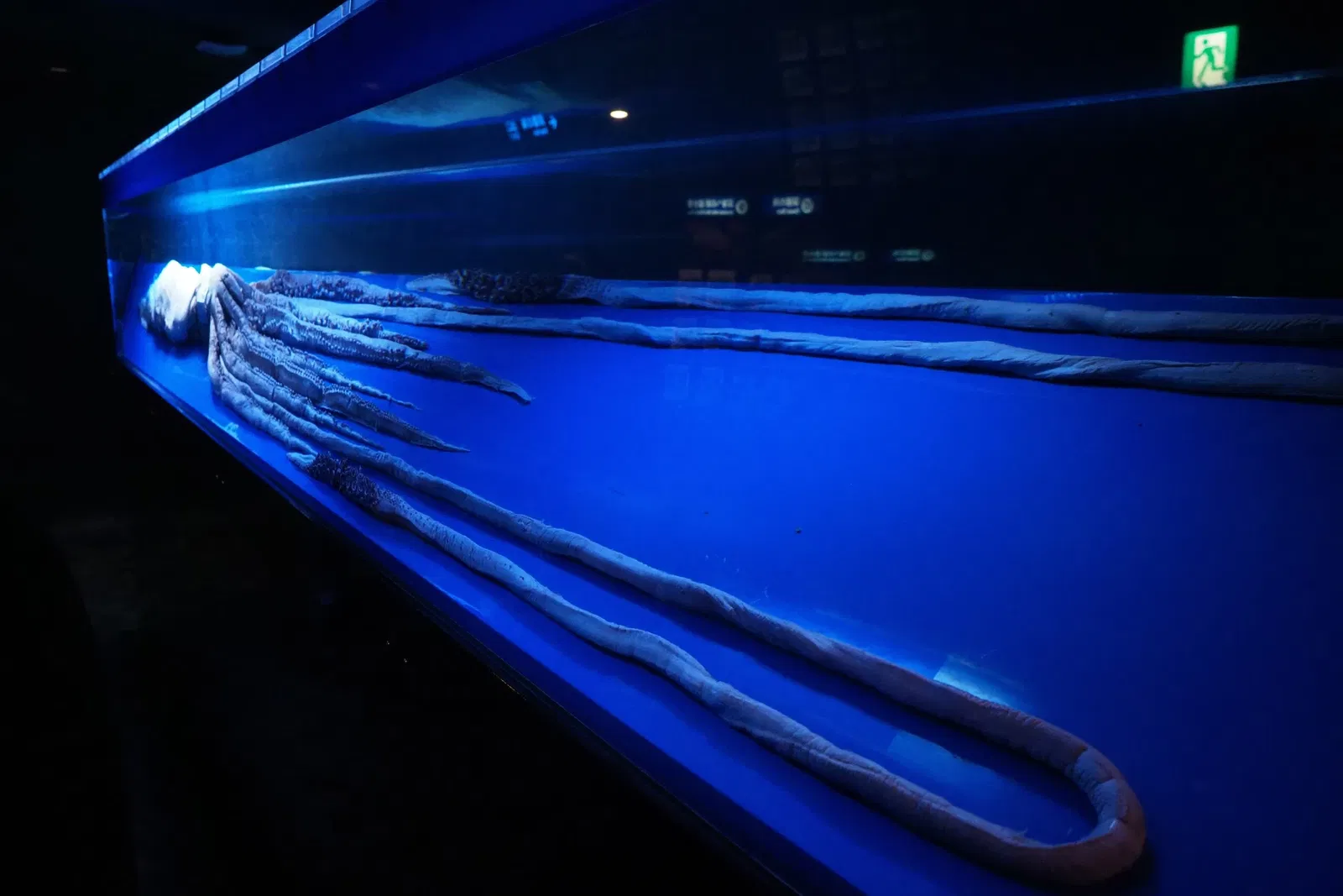 Okinawa Churaumi Aquarium