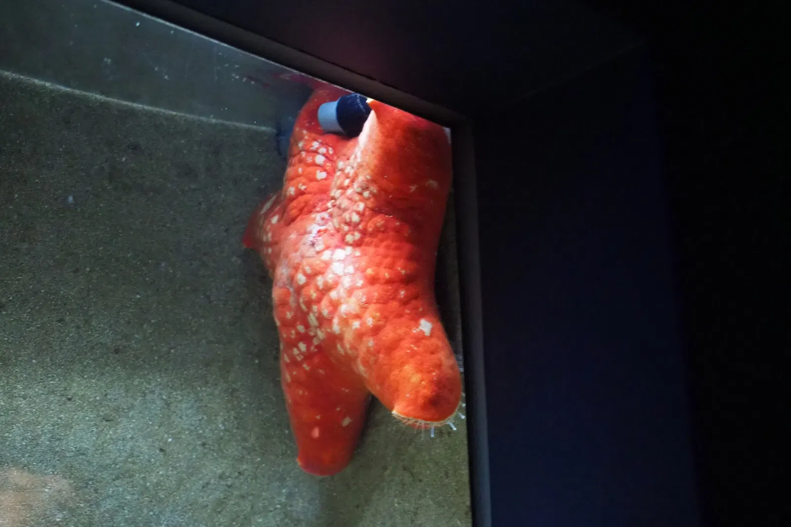 Okinawa Churaumi Aquarium