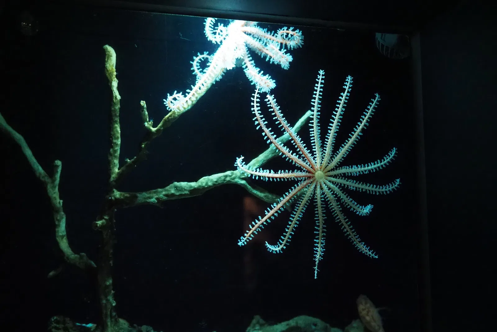 Okinawa Churaumi Aquarium