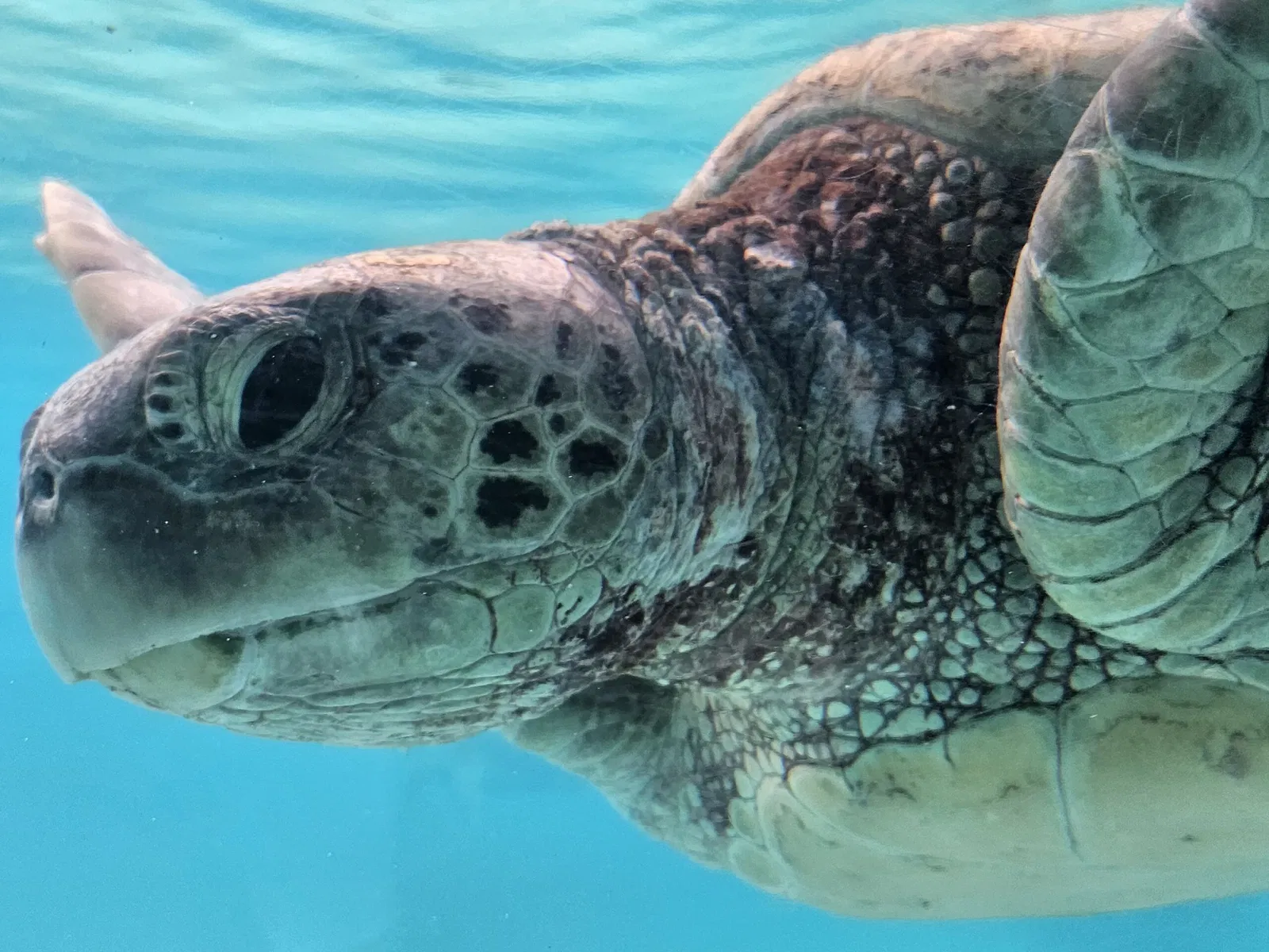 Okinawa Churaumi Aquarium