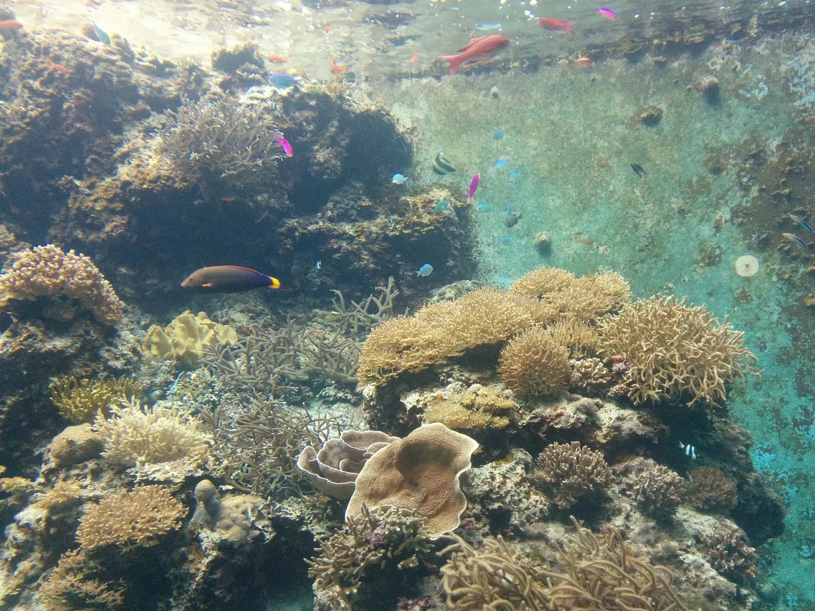 Okinawa Churaumi Aquarium